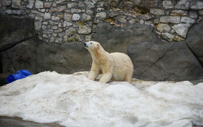 Зоопарк в марте москва. Зоопарк в марте москва. Зоопарк роев ручей. Зоопарк в марте москва. Калининградский зоопарк тапир.