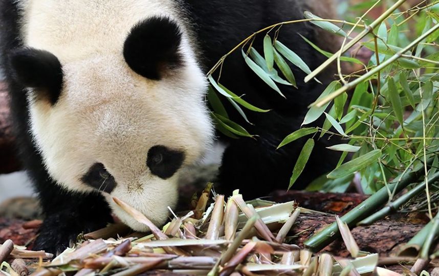 Московский зоопарк отпразднует день рождения панд