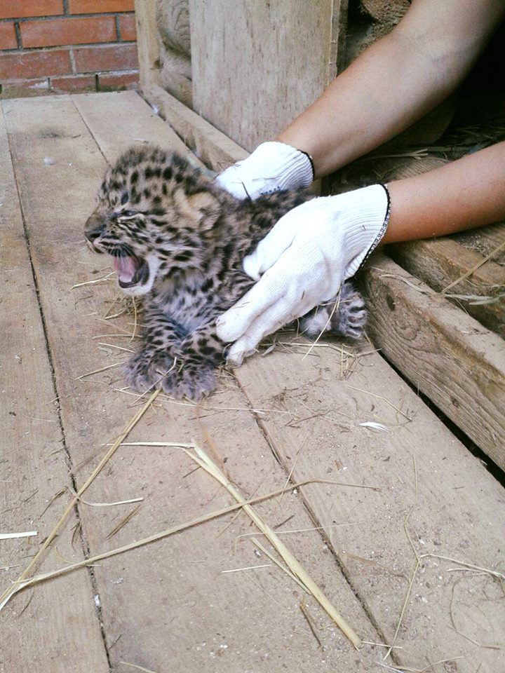 Котята дальневосточного леопарда. Фото www.facebook.com/MoscowZoo
