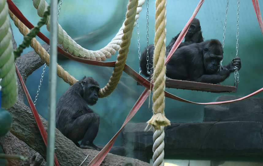 Наблюдать за животными с 1 сентября можно будет с с 09:00 до 20:00. Фото Василий Кузьмичёнок