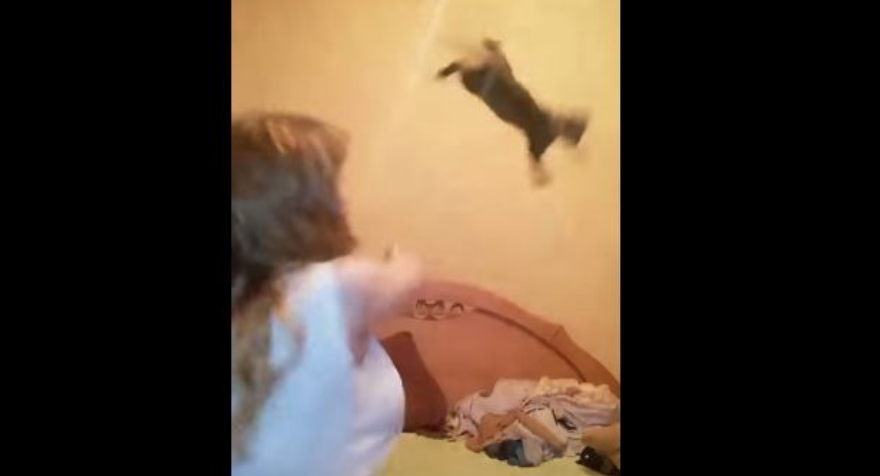 На видео девушка швыряет об стенку котёнка. Фото скриншот https://www.youtube.com/watch?v=JxAoK7KAyDE