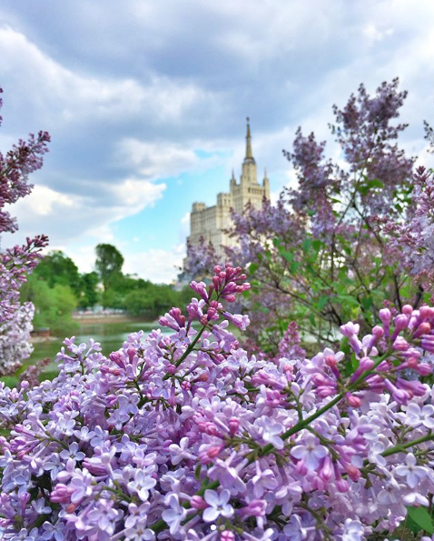 Москва утопает в сирени: Самые красивые фото из Instagram