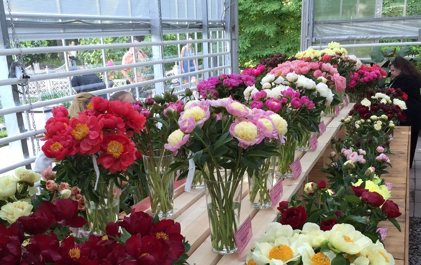 Москвичам покажут уникальные виды пионов и ирисов