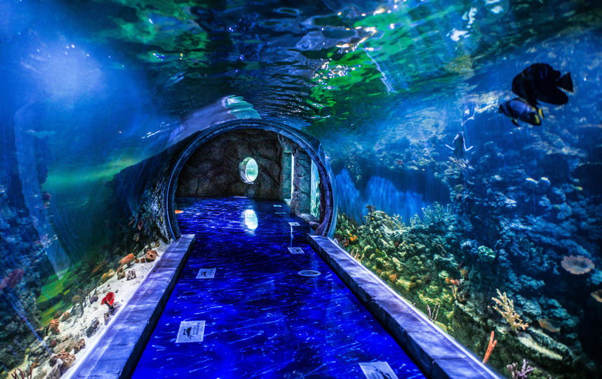 Флора и флора.