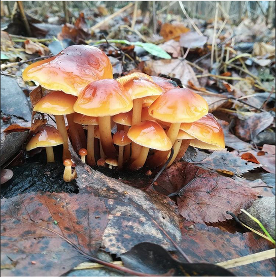 Природа творит чудеса. Зимние грибы. Фото chebotoke | instagram