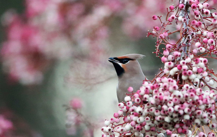 Свиристели. Фото Getty