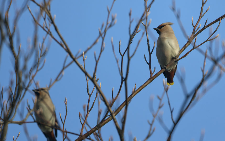 Свиристели. Фото Getty