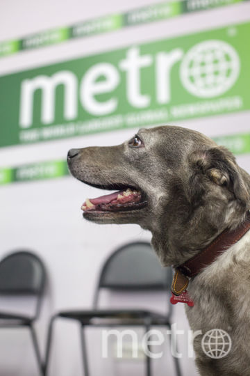 Дворняга Василиса. Фото "Metro"