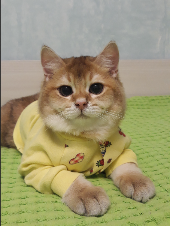 Милаха Лекс в модном свитшоте. Фото  Захаров Руслан, "Metro"