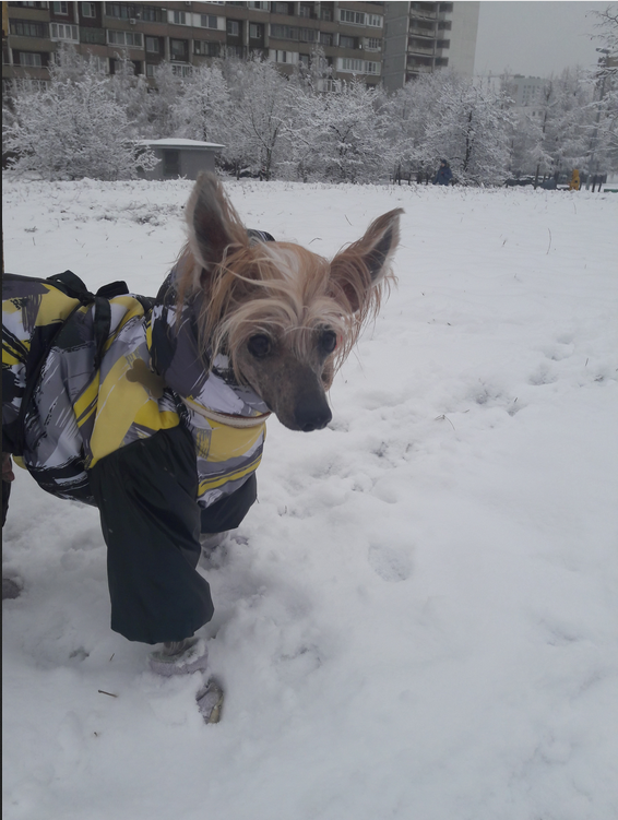 У Руфуса огромный гардероб, на все случаи жизни! Фото Светлана, "Metro"