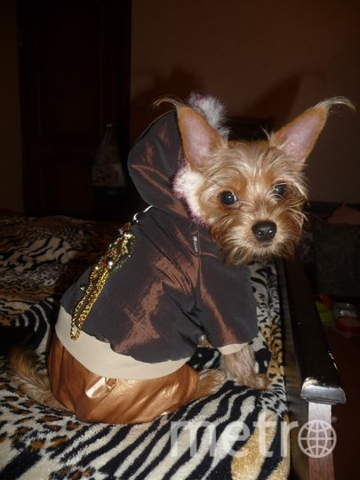 Модник Тоби. Фото Ирина, "Metro"