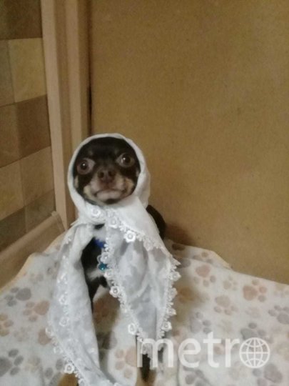 Пёс Арчи. Фото Ирина, "Metro"