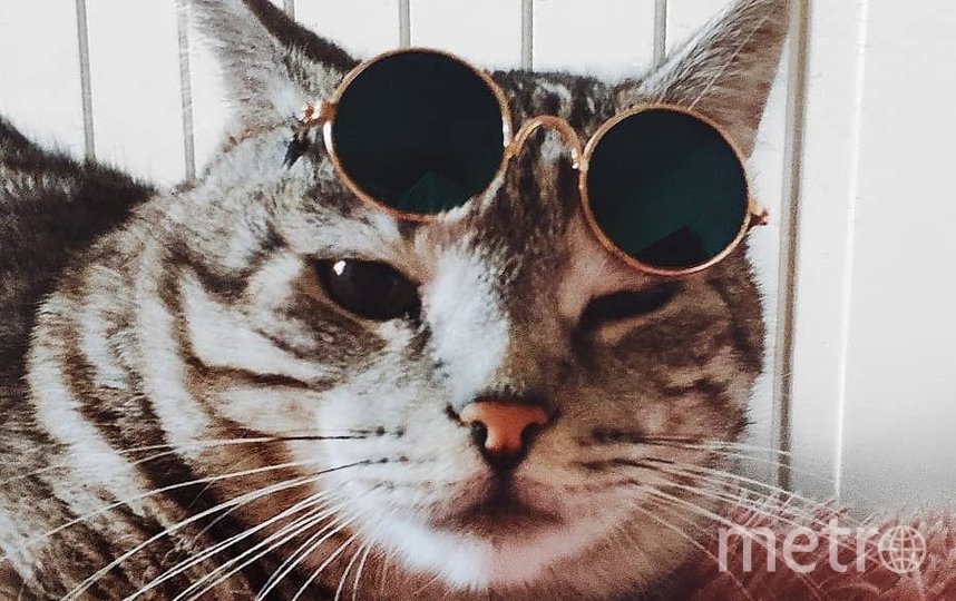 Моднявый Маркиз. Фото Елена, "Metro"