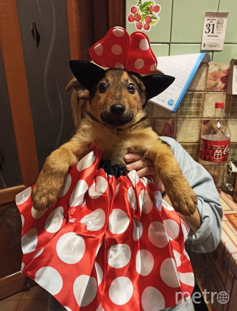 Кирочка совсем недавно была найдена на улице, теперь она живёт с семьёй и  примеряет наряды! Фото Елена, "Metro"