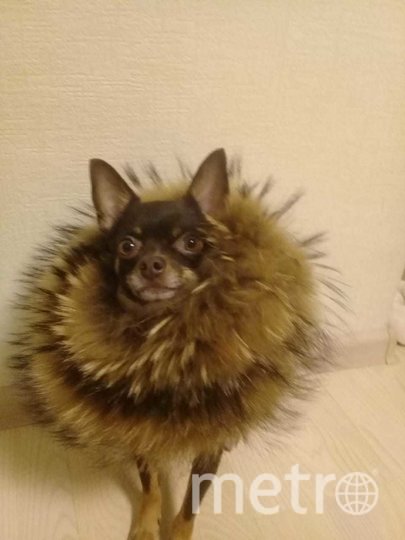 Пёс Арчи. Фото Ирина, "Metro"