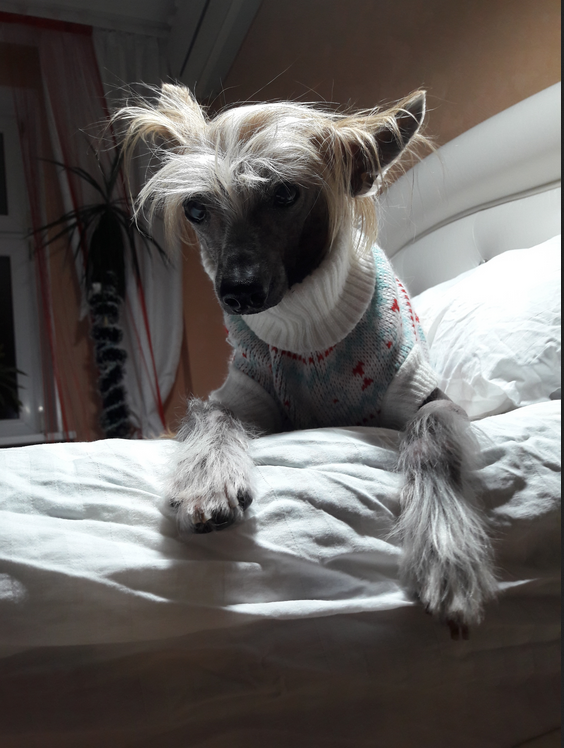 У Руфуса огромный гардероб, на все случаи жизни! Фото Светлана, "Metro"