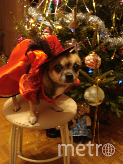 У Рашеля каждый Новый год – новый праздничный наряд. Фото Косарева Ирина, "Metro"