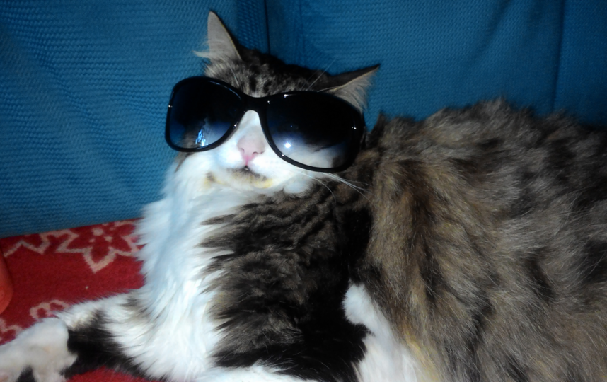 Кот Яша помогает хозяевам собирать вещи, когда они собираются в отпуск или на дачу. Фото Ирина Хитрова, "Metro"