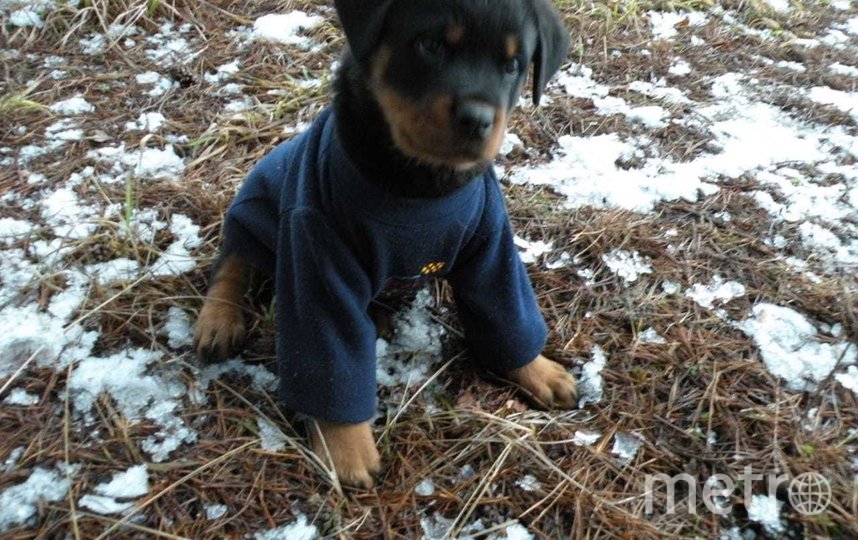 Этому крохе - два месяца. В будущем маленький модник Рой станет  большим мускулистым ротвейлером. Фото Диана Пономарева, "Metro"