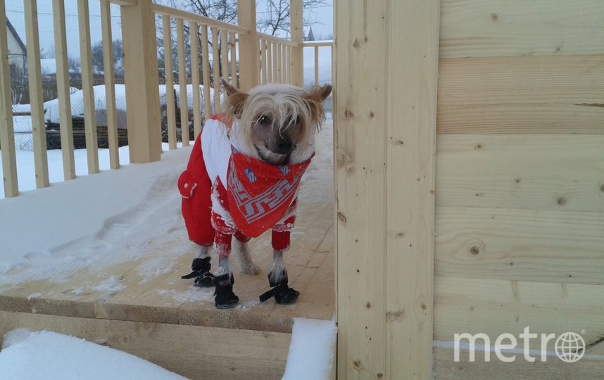 У Руфуса огромный гардероб, на все случаи жизни! Фото Светлана, "Metro"