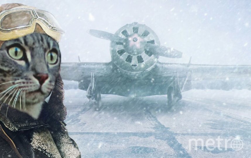 Если бы кот Кекс умел летать, он бы полетел! Бесстрашный покоритель вершин. Фото Анастасия Чернышова, "Metro"