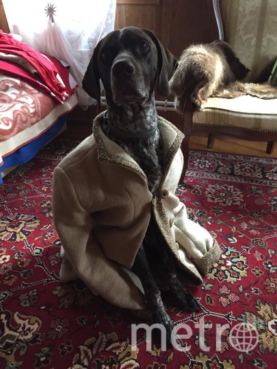 А это курцхаар Джин комфортно согревается после купания. Фото Наталья, "Metro"