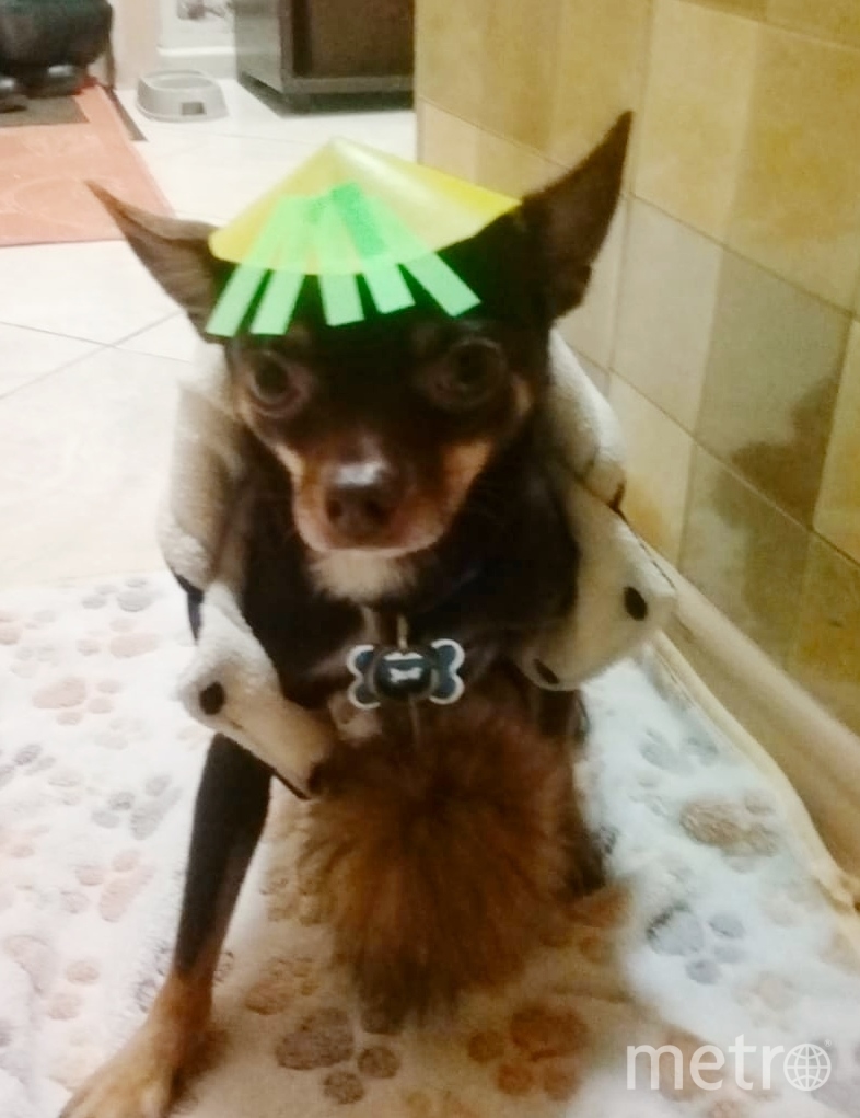 Пёс Арчи. Фото Ирина, "Metro"