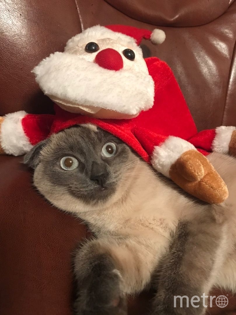 Кошка Джери и её новогодняя шапка "Дед Мороз". Фото Кира Бузникова, "Metro"