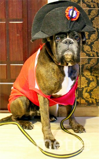 Тинто - Наполеон. Фото Елена, "Metro"