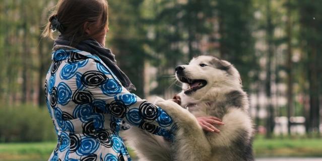 "Зверское нападение. Приступы нежности у Байкала случаются часто и неожиданно. Во время прогулки ни с того ни с сего он может попытаться запрыгнуть ко мне на ручки. Поднять такую тушку я уже не в состоянии, но Байкала не покидает надежда, что когда-нибудь я смогу. Прохожие с сочувствующим взглядом умиляются этой картине, либо обходят нас за километр, испугавшись нападения "агрессивной" собаки".