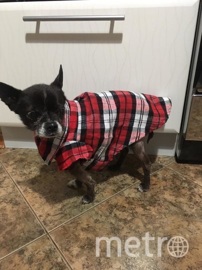 Второй питомец Ольги – годовалый чих – предпочитает рубашки. Фото Ольга Чуева, "Metro"