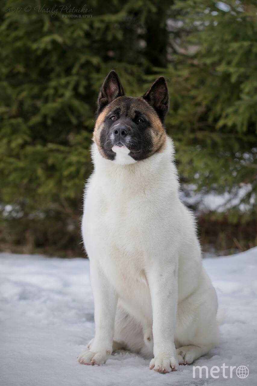 Золтону - 2,5 года. И он очень добрый. Он любит нюхать ёлки, много бегать, и когда ему гладят животик. Фото "Metro"