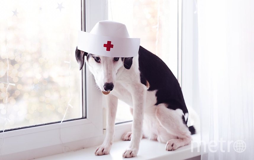 Семья нашей читательницы Ольги взяла дворняжку и теперь воспитывает из неё настоящую леди. Фото Ольга Чуева, "Metro"