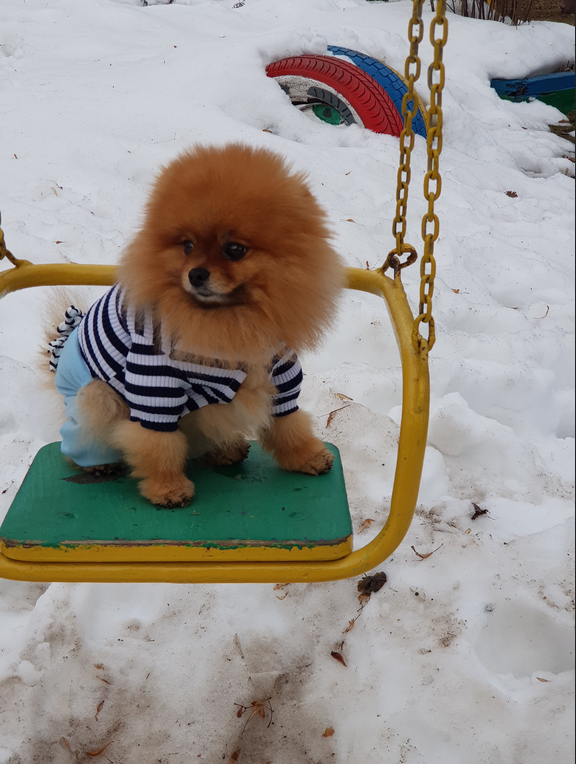 Гриша (Гранд Ямодеро Круз) любит позировать, как фотомодель. Обожает модничать и показать себя во всей красе. Фото Нажесткина Жанна, "Metro"