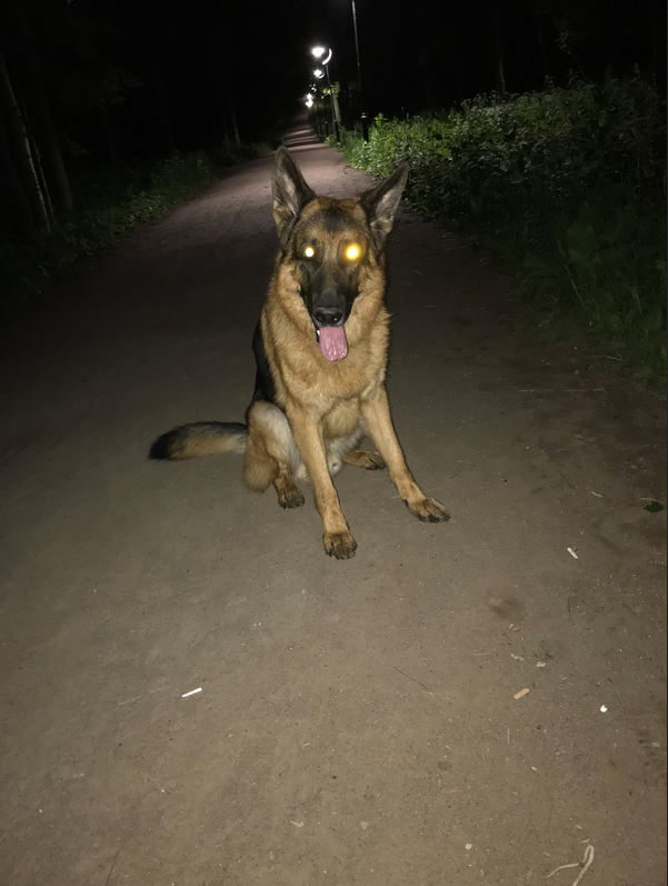 "Ну чем не Тисовая аллея как у Конан Дойла?" Фото Мария, "Metro"