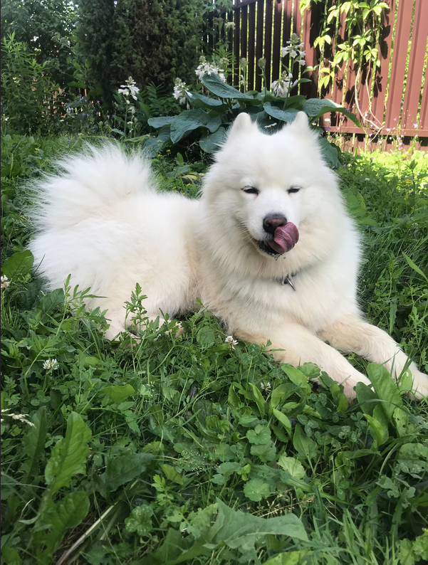 Это Даниэлла, но хозяева зовут её Даня, поэтому окружающие думают, что это мальчик) а она - самая настоящая девочка. Ей через несколько недель 5 лет. Она очень любит плавать, представлять, что она охотник 80-го уровня, пытается поймать уток/мышек/птичек....  Милая, любимая хулиганка. Фото Ирина, "Metro"