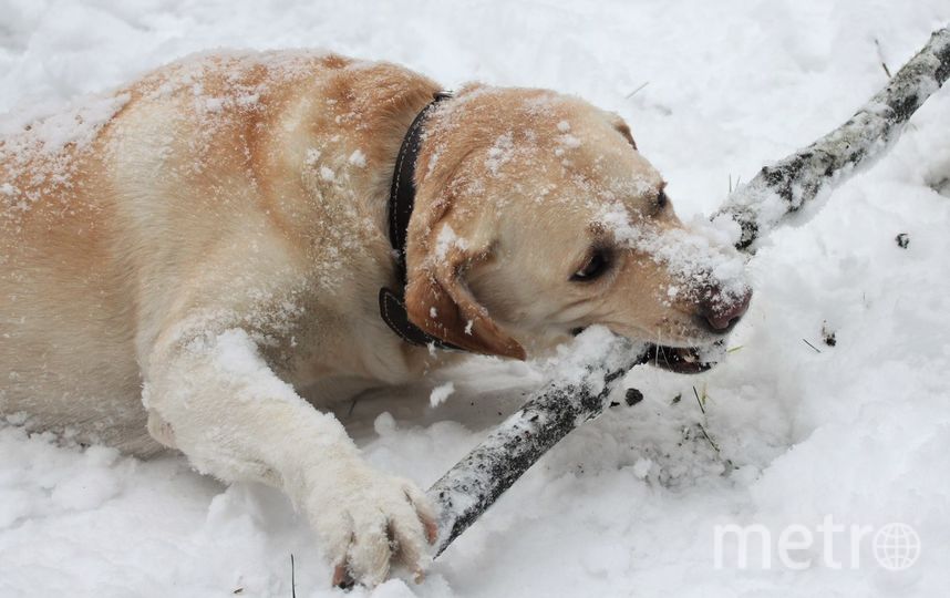 Ричард - самый верный и преданный друг на свете! Фото Иван, "Metro"