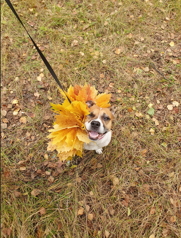 Это Ляля, ей 6 лет, и осенью она гораздо добрее, чем зимой. Фото Тамара, "Metro"