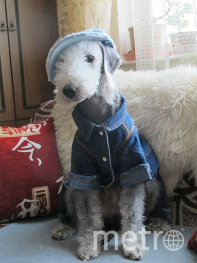 "Грей – самая необыкновенная в мире собака! Он очень умный, послушный, деловой и чертовски обаятельный в любом образе!" Фото Ирина Кукликова, "Metro"