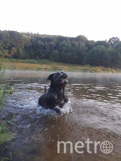 Впрочем, так же, как и Жужа (порода - кане корсо). Фото Анна, "Metro"