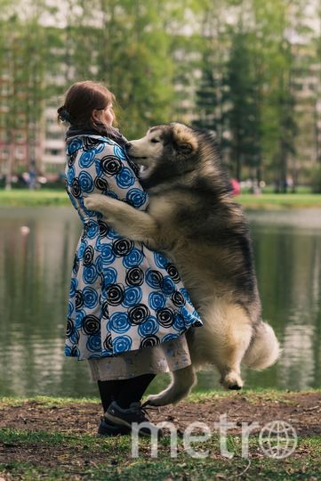 "Зверское нападение. Приступы нежности у Байкала случаются часто и неожиданно. Во время прогулки ни с того ни с сего он может попытаться запрыгнуть ко мне на ручки. Поднять такую тушку я уже не в состоянии, но Байкала не покидает надежда, что когда-нибудь я смогу. Прохожие с сочувствующим взглядом умиляются этой картине, либо обходят нас за километр, испугавшись нападения "агрессивной" собаки". Фото Оксана, "Metro"
