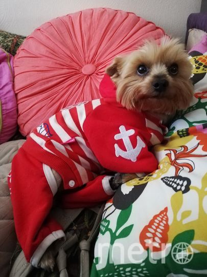 Йорку Осе 9 лет. Его любимое занятие - бегать дома за мячиком и гонять кошек. Фото Вероника, "Metro"