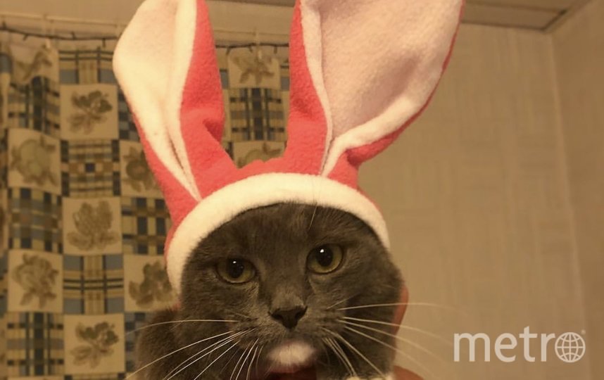 Кошка Миса в восторге от этих ушек! Фото Нечепаева Анастасия , "Metro"
