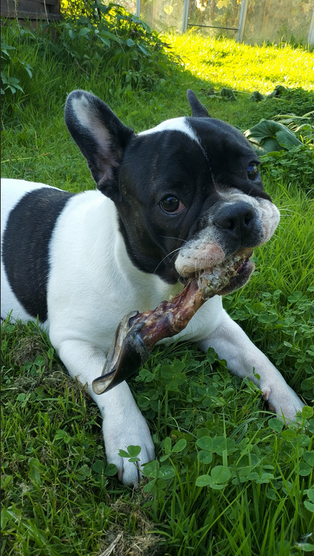 Бамбина любит всё пробовать на зуб. Фото Сергей, "Metro"