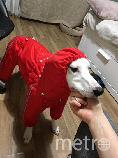 Семья нашей читательницы Ольги взяла дворняжку и теперь воспитывает из неё настоящую леди. Фото Ольга Чуева, "Metro"