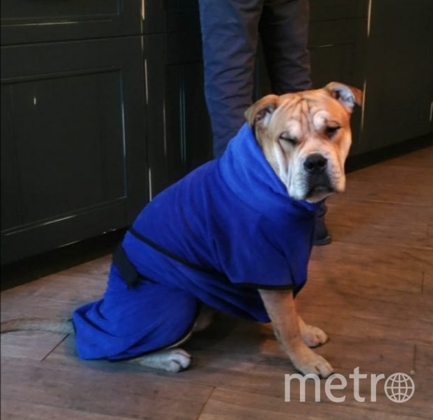 "Наш обожаемый Найт (KNIGHT QUARTERON) после душа в своём любимом банном халате". Фото Анна Баринова, "Metro"