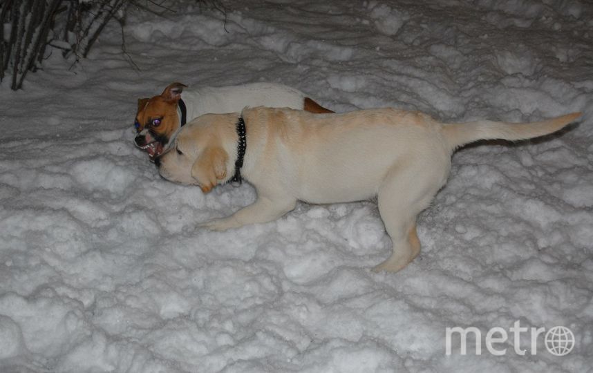 Это Ляля, ей 6 лет, и осенью она гораздо добрее, чем зимой. Фото Тамара, "Metro"