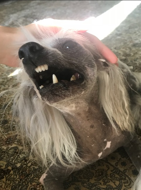 У Ганеши боевой характер. Фото Владислав, "Metro"