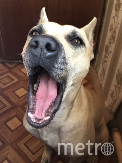 "Аврора - американский питбультерьер. Доброты необыкновенной, весёлая, очень энергичная и  любимая". Фото Людмила, "Metro"