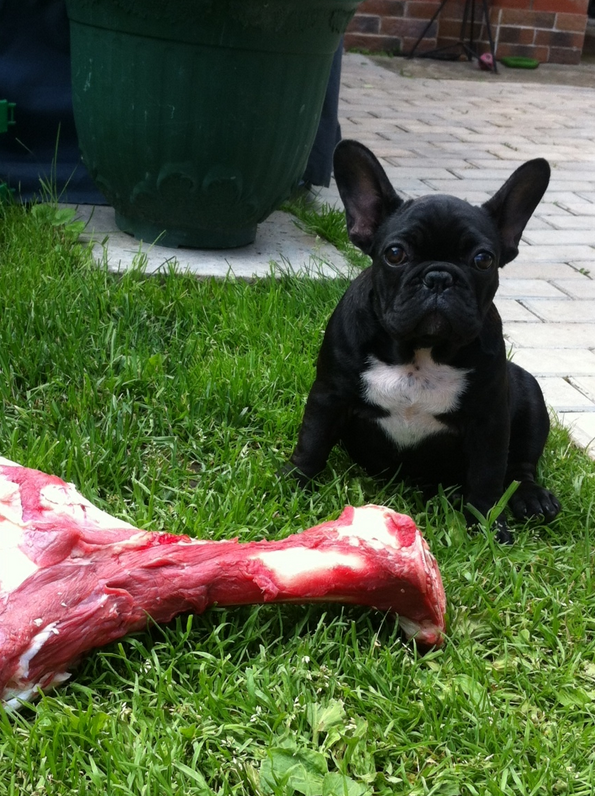 Фенди охраняет добычу. Французский бульдог, 4,5 месяца. Фото Юлия, "Metro"